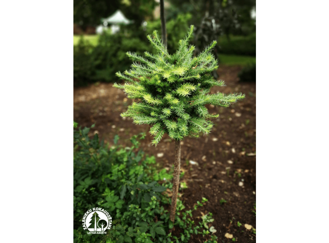 Larix kaempferi   'Blue Ball'